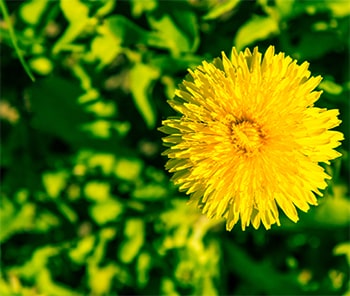 weed control service