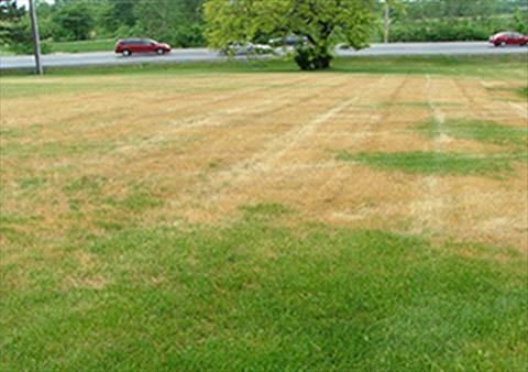 Southern Blight Fungus